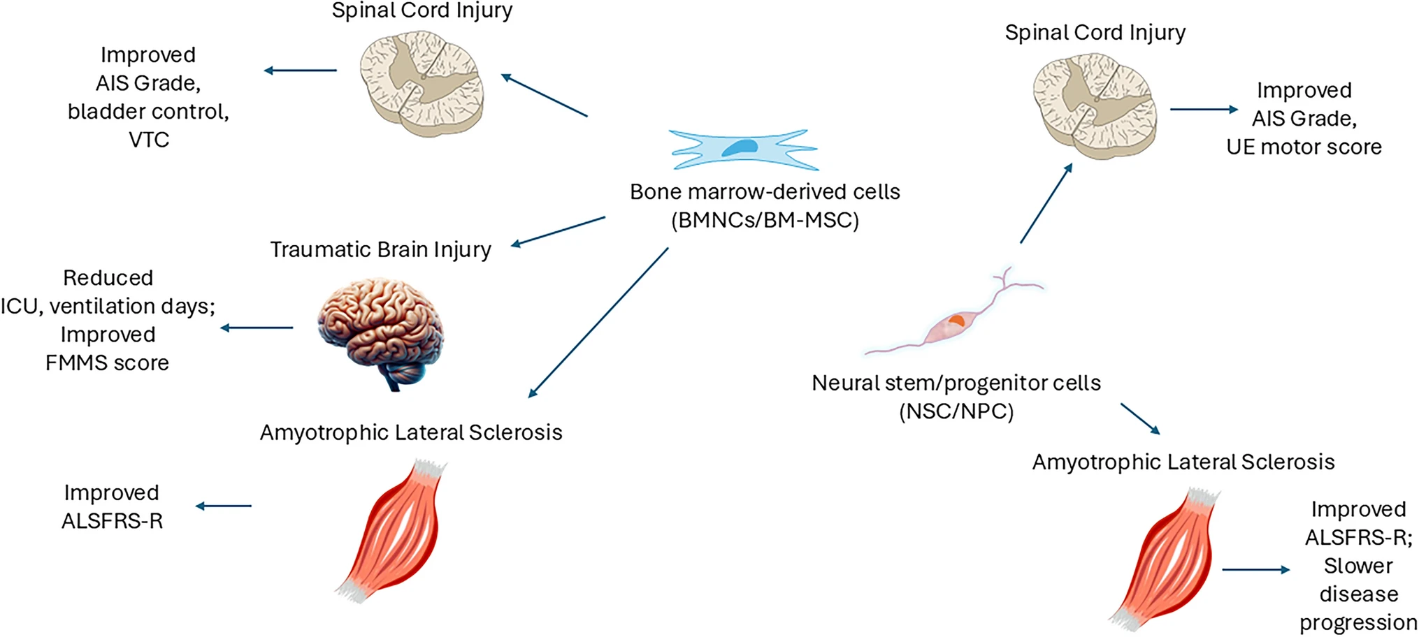 最新综述:比较干细胞治疗神经创伤和神经退行性疾病的临床疗效报道 9 图2:骨髓有核细胞和骨髓间充质细胞在神经创伤和神经退行性疾病中的潜在治疗效果