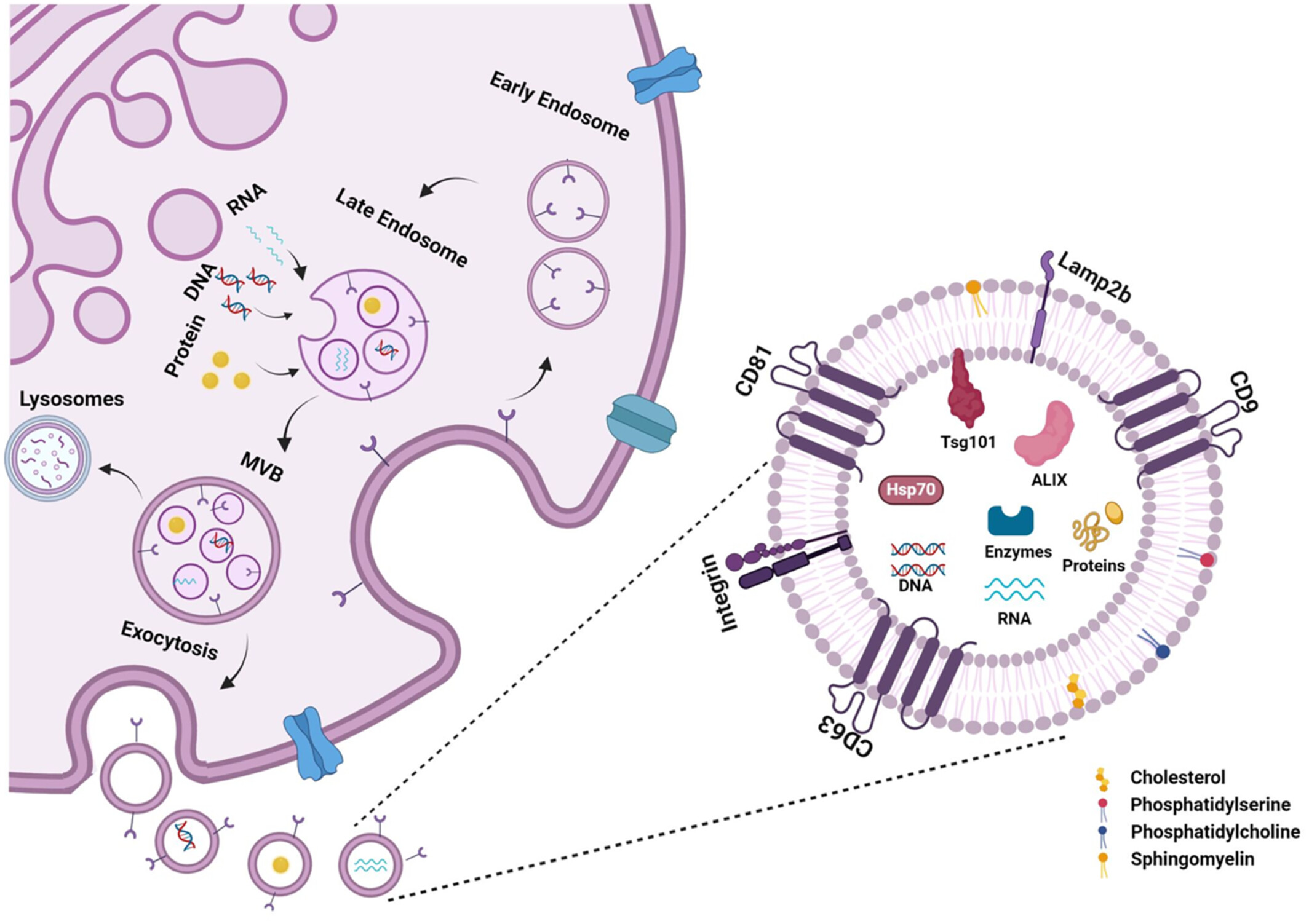 重塑神经退行性疾病治疗的未来:干细胞与工程化外泌体的临床转化进展 7 图5:外泌体的生物合成和分子组成。