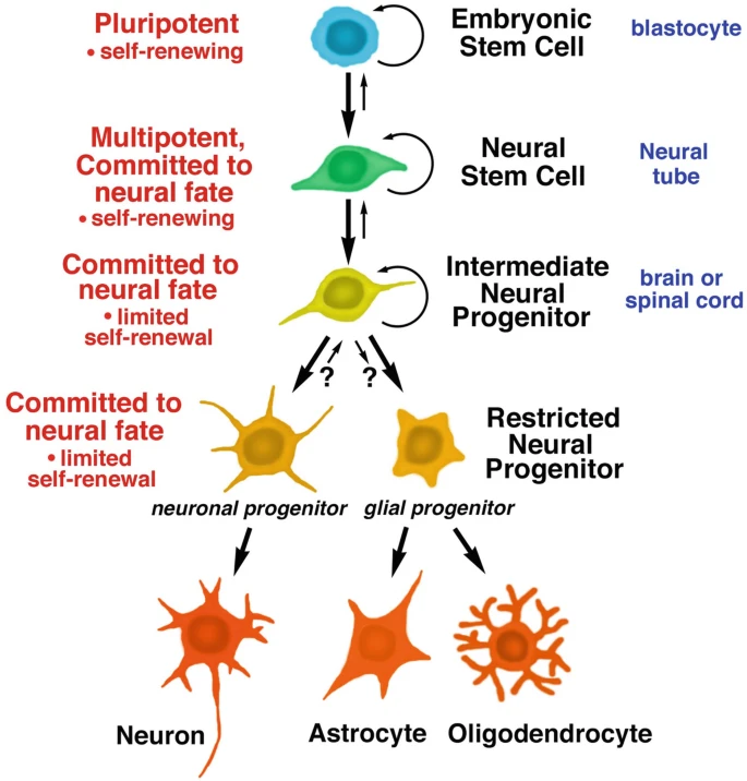 神经干细胞移植治疗脊髓损伤:2025修复机制解析、临床试验突破与转化前景 3 图1:胚胎干细胞和神经干细胞的发育阶段。所有干细胞都具有分裂和自我更新的能力;子细胞可以分化成特定的谱系,包括神经干细胞、神经祖细胞,进而分化成神经元和神经胶质细胞。