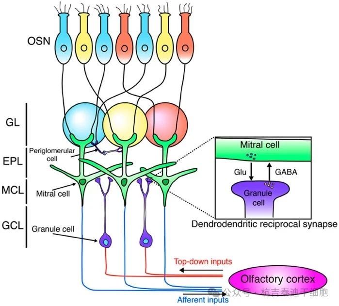 神经干细胞移植治疗神经退行性疾病:从成人神经再生的机制到临床转化潜力 6 图2:这是嗅球神经网络的示意图。