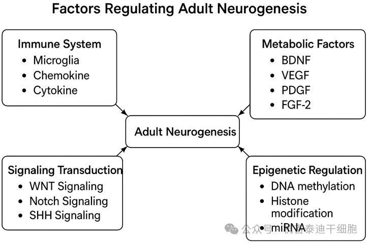 神经干细胞移植治疗神经退行性疾病:从成人神经再生的机制到临床转化潜力 8 图3:该图展示了调节成体神经发生的因素。