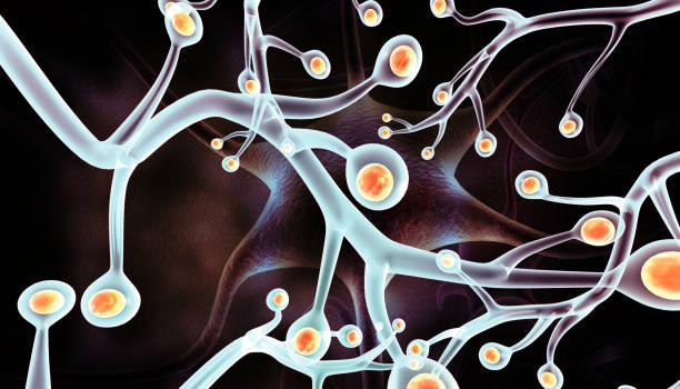 从静息到激活:回输干细胞促使靶向脑室下区的神经干细胞实现帕金森病原位神经再生 3 20250924201743 68d3e16764ff7