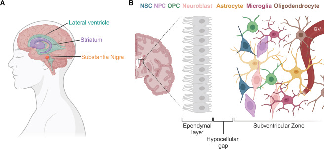 从静息到激活:回输干细胞促使靶向脑室下区的神经干细胞实现帕金森病原位神经再生 4 图2:人类SVZ示意图