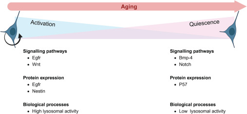 从静息到激活:回输干细胞促使靶向脑室下区的神经干细胞实现帕金森病原位神经再生 5 图3:活跃和静止神经干细胞之间的差异