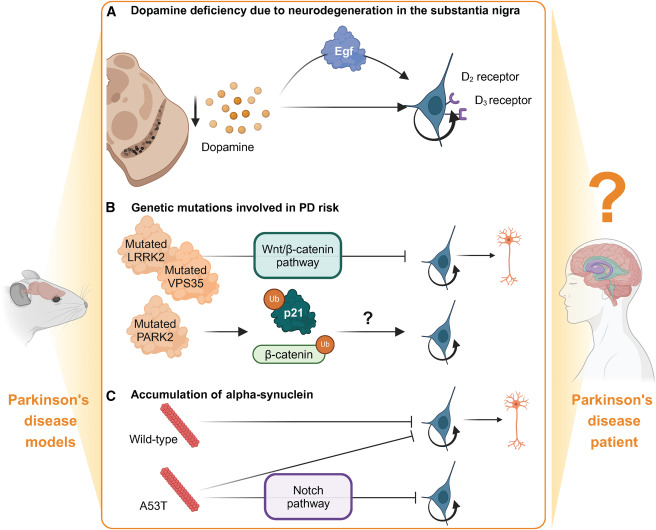 从静息到激活:回输干细胞促使靶向脑室下区的神经干细胞实现帕金森病原位神经再生 6 图4:影响成人神经发生的帕金森病病理特征