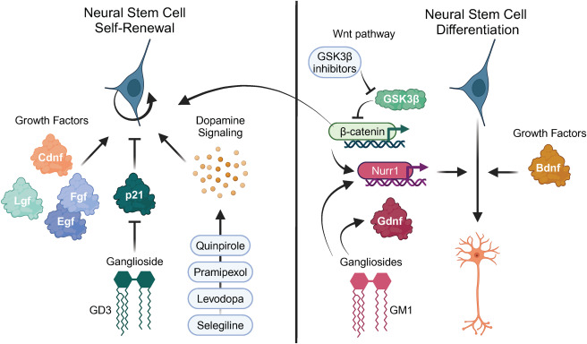 从静息到激活:回输干细胞促使靶向脑室下区的神经干细胞实现帕金森病原位神经再生 7 图5:促进神经发生作为帕金森病治疗方法的策略