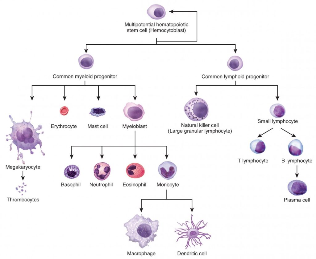 什么是干细胞?一篇文章读懂它的定义、特性与巨大潜力 2 0337 Hematopoiesis new