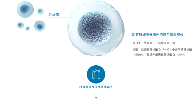 干细胞外泌体是什么？一文看明白它的3大功效与临床应用领域