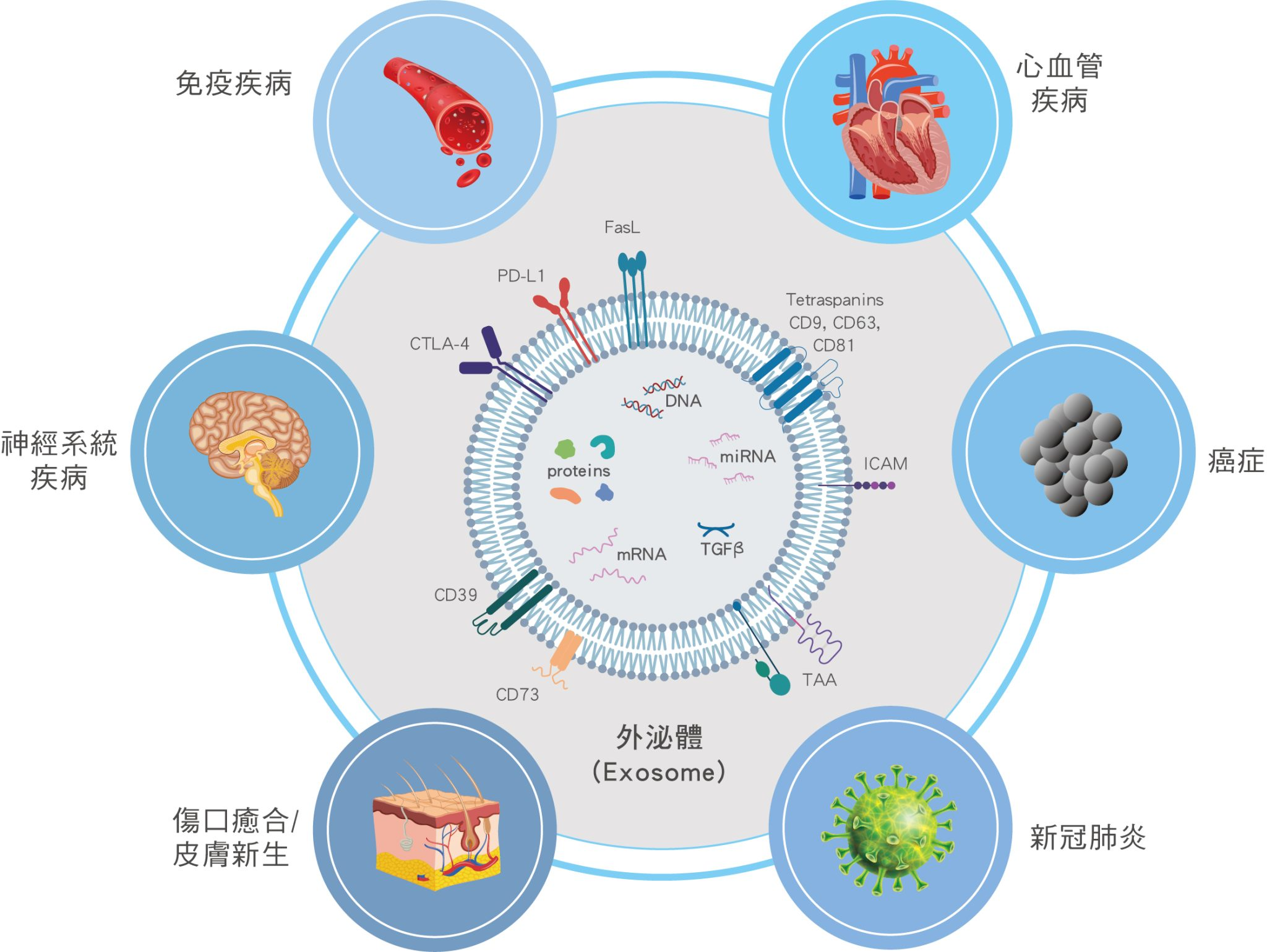 干细胞与干细胞外泌体有什么区别?机制、疗效与临床应用的全方面对比 2 干细胞外泌体的临床应用