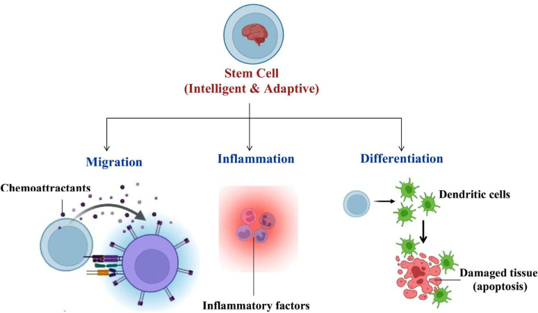 干细胞宣传日特稿:作为“活体药物”,它如何成为治疗疑难杂症的破局利器 4 13287 2025 4632 Fig2 HTML