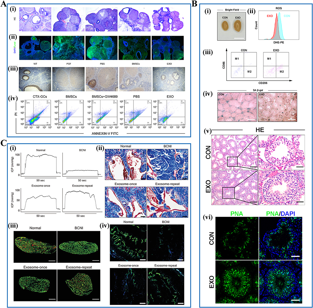 干细胞外泌体治疗效果揭秘:2025最新临床应用与研究进展 7 图5:干细胞外泌体在生殖系统和生育保护中的应用