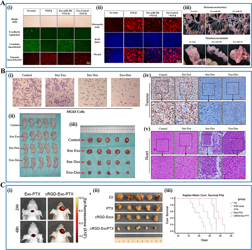 干细胞外泌体治疗效果揭秘:2025最新临床应用与研究进展 5 图3:干细胞外泌体在癌症治疗中的应用