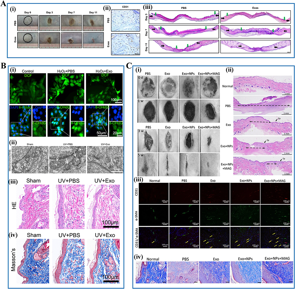 干细胞外泌体治疗效果揭秘:2025最新临床应用与研究进展 9 图7:干细胞外泌体在皮肤伤口愈合和组织修复中的治疗应用