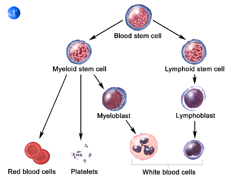 干细胞有哪几种？全面解析胚胎、成体与诱导多能干细胞的区别