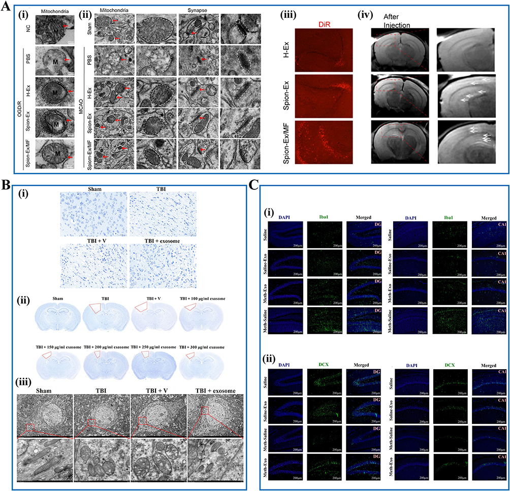 干细胞外泌体治疗效果揭秘:2025最新临床应用与研究进展 4 图2:干细胞外泌体在神经系统疾病中的治疗应用