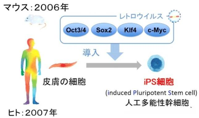 诱导多能干细胞和胚胎干细胞有什么区别?从来源、伦理到临床应用的全面对比 2 诱导多能干细胞的研究流程