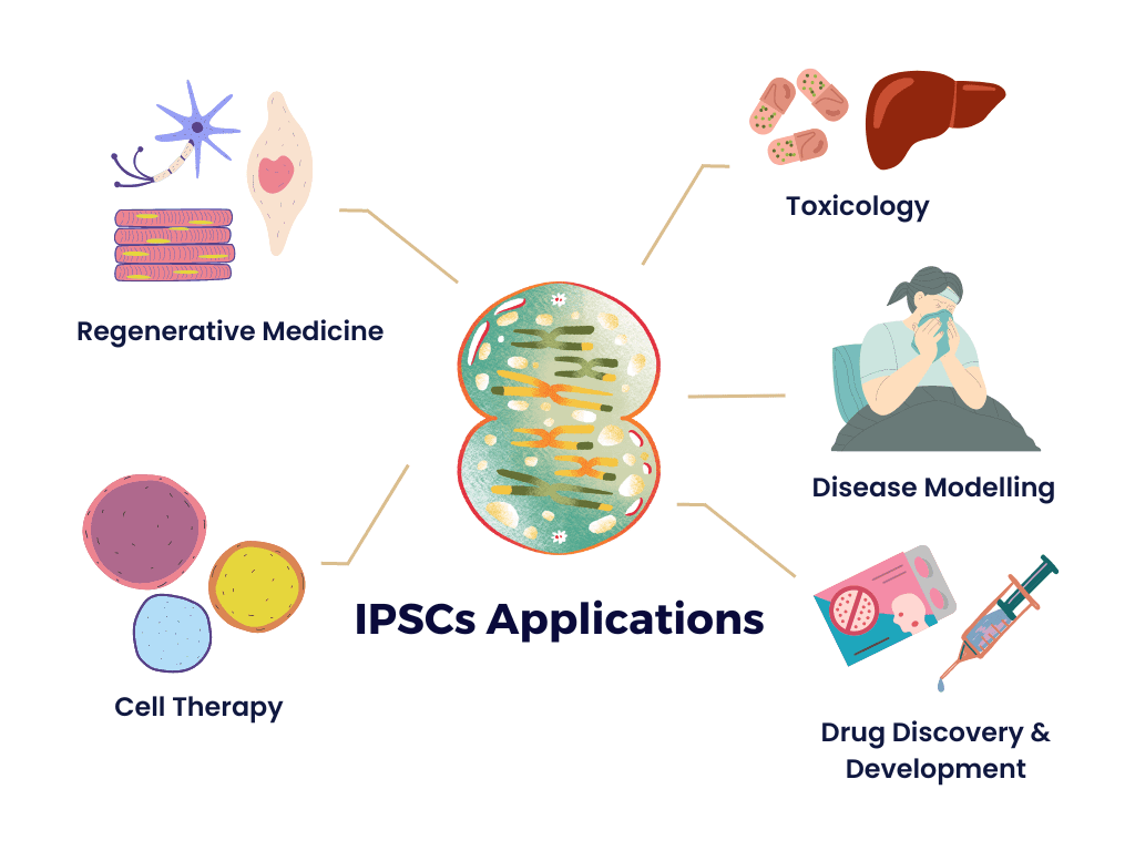 干细胞有哪几种?全面解析胚胎、成体与诱导多能干细胞的区别 5 IPSCs Application