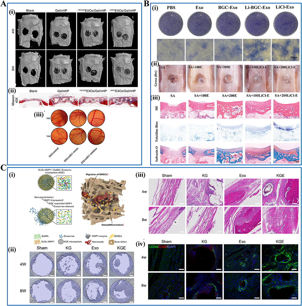 干细胞外泌体治疗效果揭秘:2025最新临床应用与研究进展 8 图6:干细胞外泌体在骨和软骨组织修复中的治疗应用