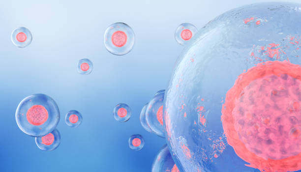 诱导多能干细胞和胚胎干细胞有什么区别？从来源、伦理到临床应用的全面对比