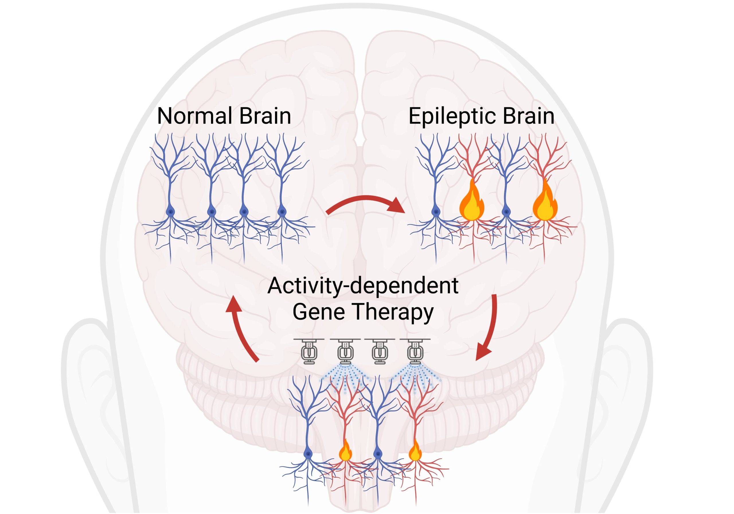 治疗帕金森病的方法有哪些:盘点最有希望的新兴疗法与研究前沿 2 gene therapy targeting scaled