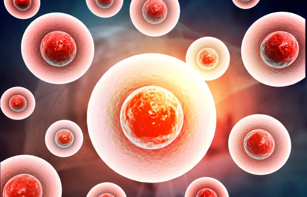 间充质干细胞从哪里来?对比脐带、脂肪、骨髓等来源的优劣与科学真相 1 间充质干细胞从哪里来?对比脐带、脂肪、骨髓等来源的优劣与科学真相