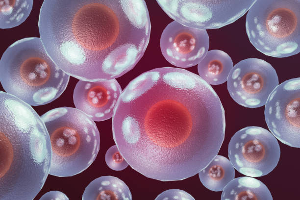 间充质干细胞vs其他干细胞：与胚胎干细胞、造血干细胞的区别全解析