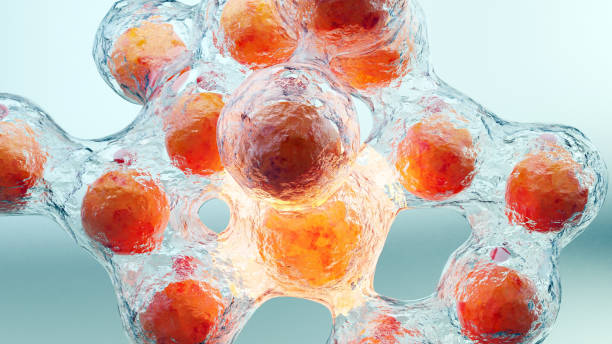 脂肪干细胞治疗糖尿病及其并发症中的进展及应用 3 脂肪间充质干细胞治疗糖尿病及并发症