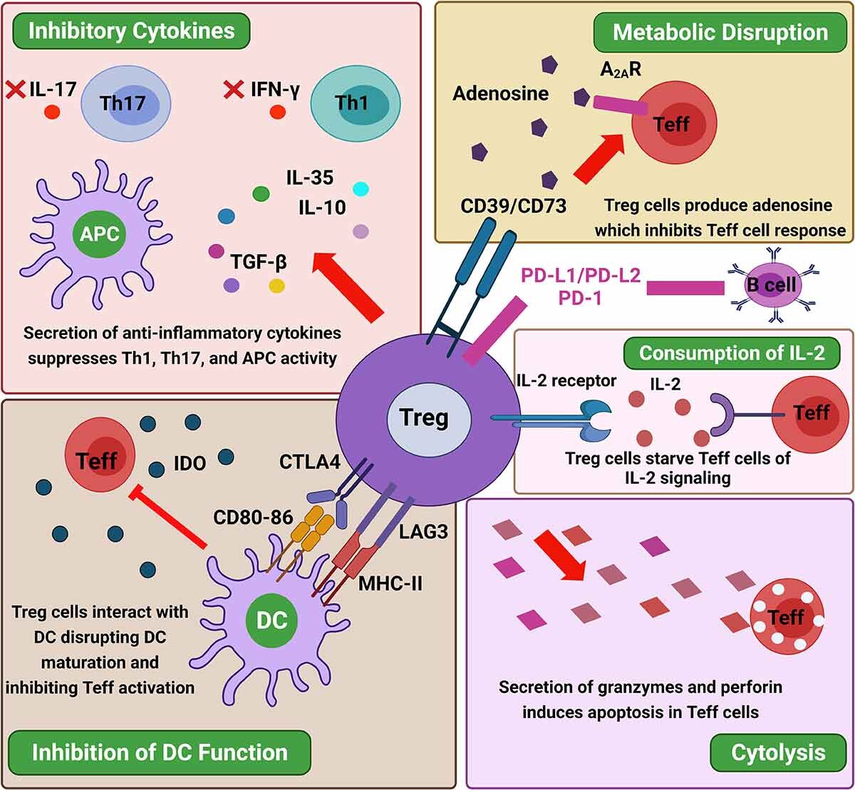 2025诺奖颁给“免疫刹车”Tregs:细胞治疗迈向“更安全的强效” 3 图2:Treg介导的免疫抑制机制。Treg细胞通过多种机制抑制效应T细胞 (Teff) 和抗原呈递细胞 (APC) 的功能,从而调节免疫反应