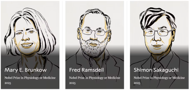 2025诺奖颁给“免疫刹车”Tregs：细胞治疗迈向“更安全的强效”