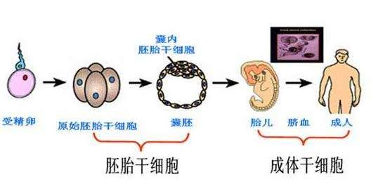 干细胞有哪几种?全面解析胚胎、成体与诱导多能干细胞的区别 3 微信图片 2025 10 10 151432 557
