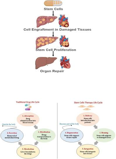 干细胞宣传日特稿:作为“活体药物”,它如何成为治疗疑难杂症的破局利器 2 微信图片 2025 10 11 114200 001
