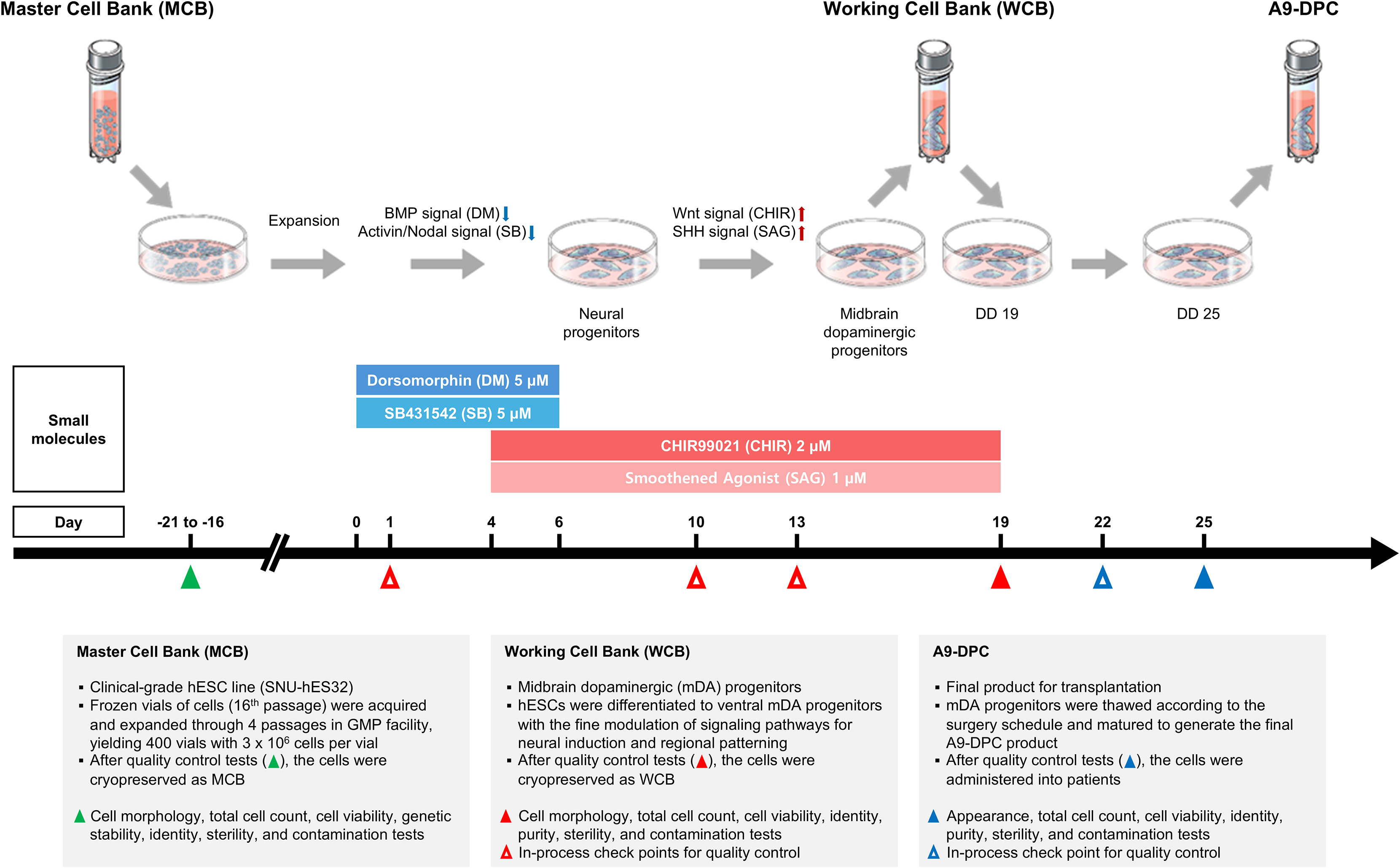 韩国胚胎干细胞治疗帕金森病新突破,12个月后运动症状显著改善,且高剂量疗效更佳 3 图1:A9-DPC制备示意图