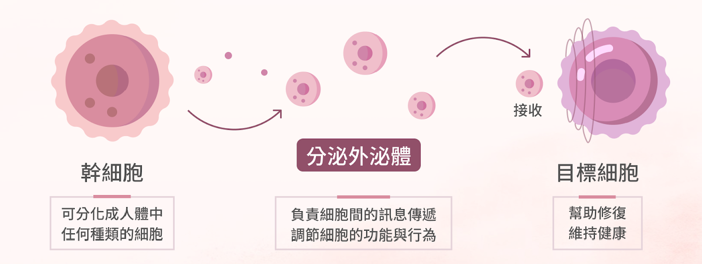 干细胞外泌体是什么?一文看明白它的3大功效与临床应用领域 2 干细胞外泌体的工作原理