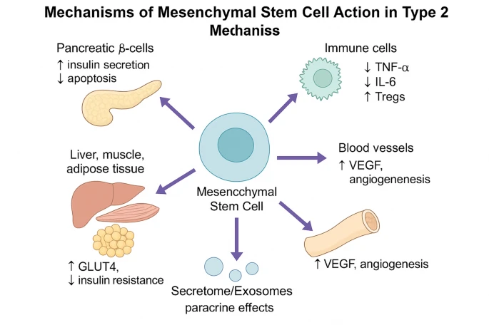 2025年间充质干细胞治疗2型糖尿病:机制、临床证据和未来方向 4 微信图片 2025 10 23 140119 106