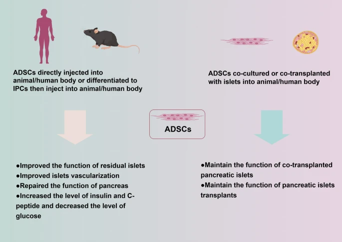 脂肪干细胞治疗糖尿病及其并发症中的进展及应用 6 图1:ADSCs在DM中应用的潜在机制总结于图1中