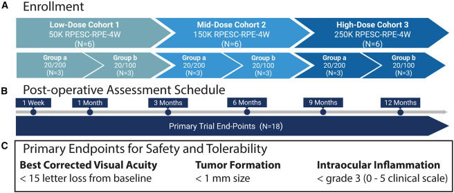 RPESC-RPE细胞治疗干性AMD的早期临床结果:安全性良好并显现视力改善信号 3 1 s2.0 S1934590925003042 gr1