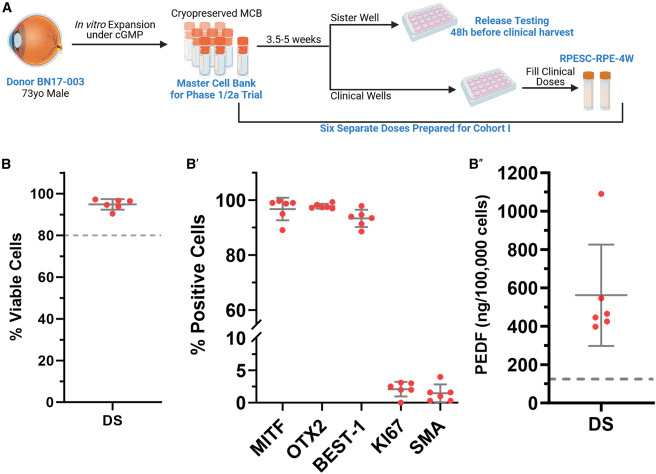 RPESC-RPE细胞治疗干性AMD的早期临床结果:安全性良好并显现视力改善信号 5 1 s2.0 S1934590925003042 gr2