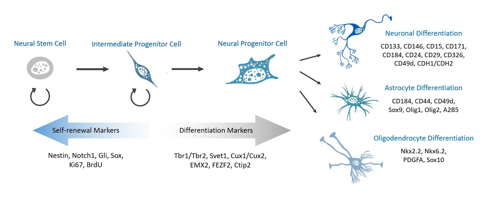 神经干细胞标志物:解码大脑再生的关键密码 6 592536 neural stem cell markers figure