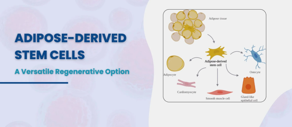 脂肪干细胞:益处、应用与研究