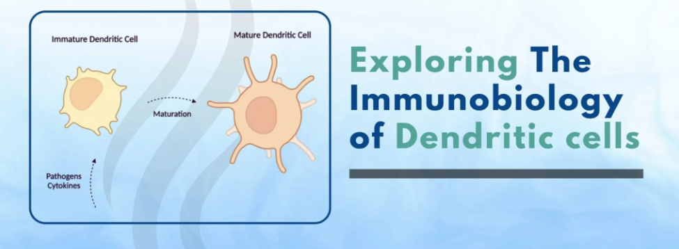 什么是树突状细胞？它们在免疫生物学中的作用是什么？