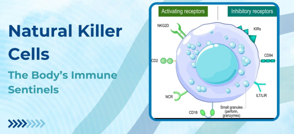 自然杀伤细胞（NK细胞）：人体的免疫哨兵