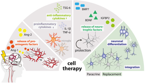 从瘫痪到复健!神经干细胞疗法5大机制如何促进中风后的大脑修复? 11 gr2 7