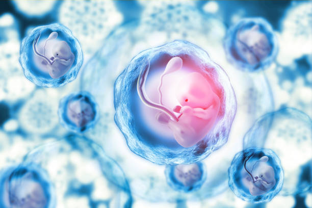 人脐带间充质干细胞：再生医学的希望