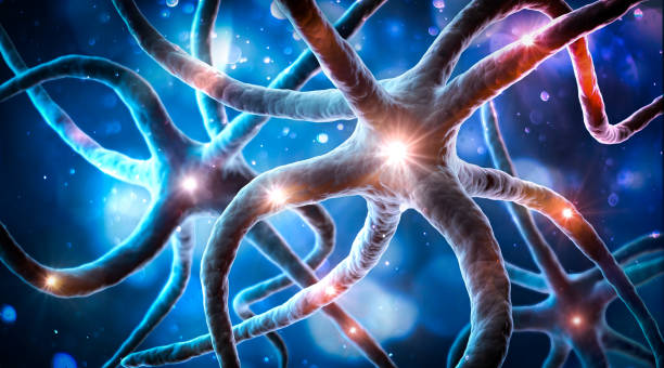 神经干细胞标志物：解码大脑再生的关键密码