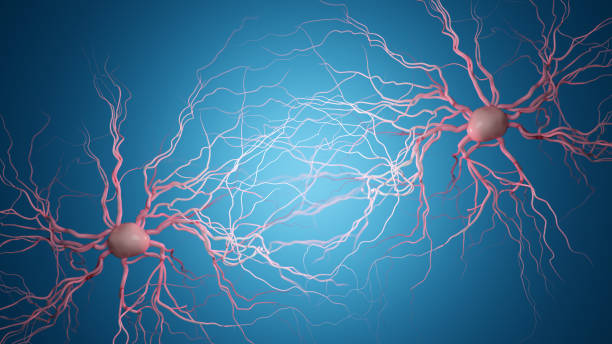 神经干细胞分化终极指南:从机制、过程到精准调控