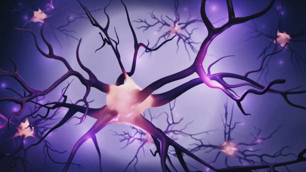 神经干细胞分化终极指南:从机制、过程到精准调控 2 istockphoto 2066255011 612x612 1