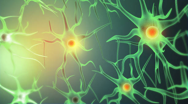 脑神经干细胞的生物学基础与再生医学潜能:从神经发生到临床疗法 2 istockphoto 2193819106 612x612 1