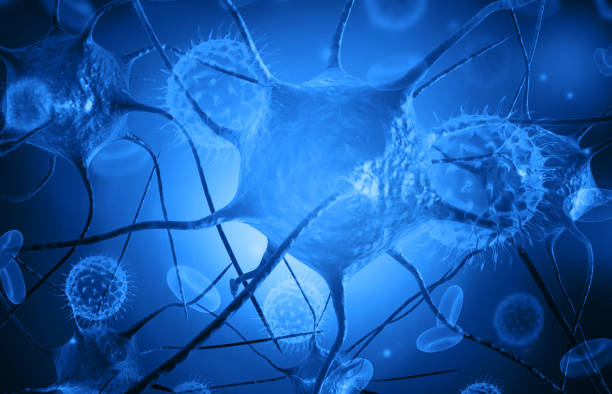 神经干细胞的发育机制与疾病建模