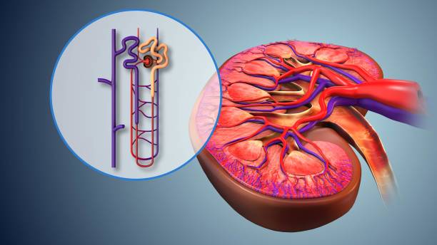 干细胞为什么能修复糖尿病肾病?最新研究综述表明与这四大机制息息相关! 1 干细胞为什么能修复糖尿病肾病