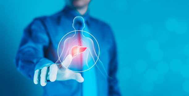 从人肝细胞分离与培养,探索人肝细胞在研究中的作用